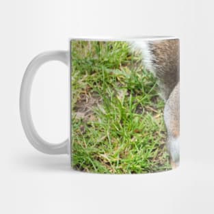 Grey squirrel on some grass Mug